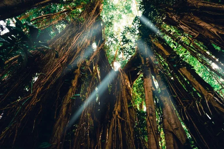 carbon trading in Indonesia a comprehensive legal guide for business and investors